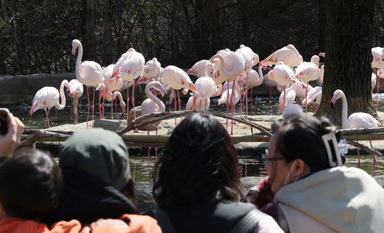 홍학 관람하는 시민들