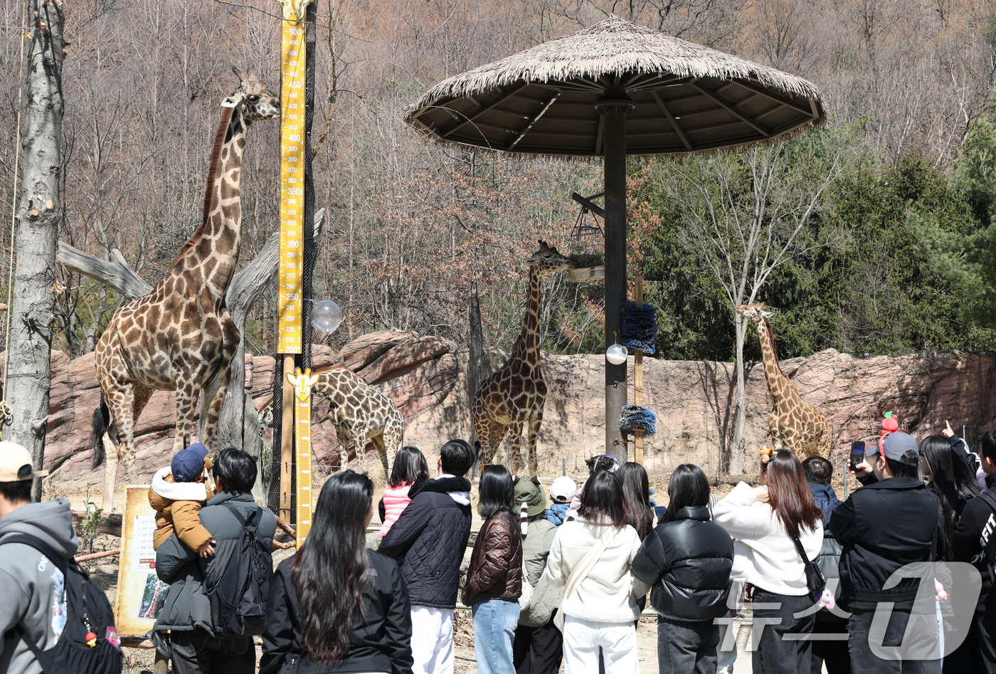 (용인=뉴스1) 김영운 기자 = 절기상 춘분을 하루 앞둔 19일 경기 용인시 처인구 에버랜드 '로스트밸리 워킹 사파리'에서 시민들이 기린을 관람하고 있다.생태형 사파리 ‘로스트밸리 …