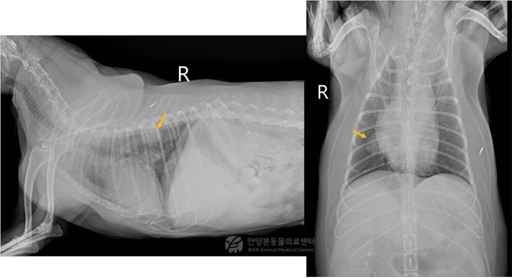 본문 이미지 - 엑스레이 검사 결과 우측 폐 후엽 부위에서 발견된 종괴(본동물의료센터 제공) ⓒ 뉴스1