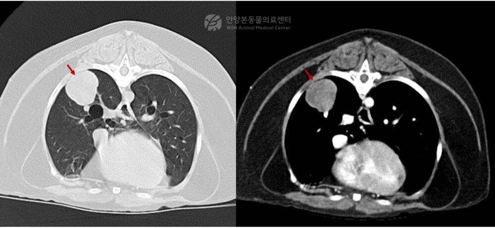본문 이미지 - 폐 CT 검사 결과 발견된 종괴(본동물의료센터 제공) ⓒ 뉴스1