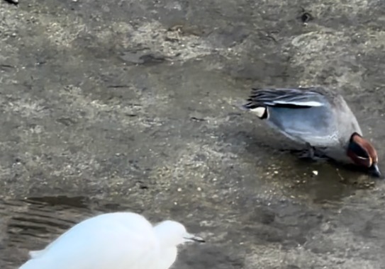 "서식지 벌목으로 구조된 백로 되돌아와…생태 보존 필요 입증"