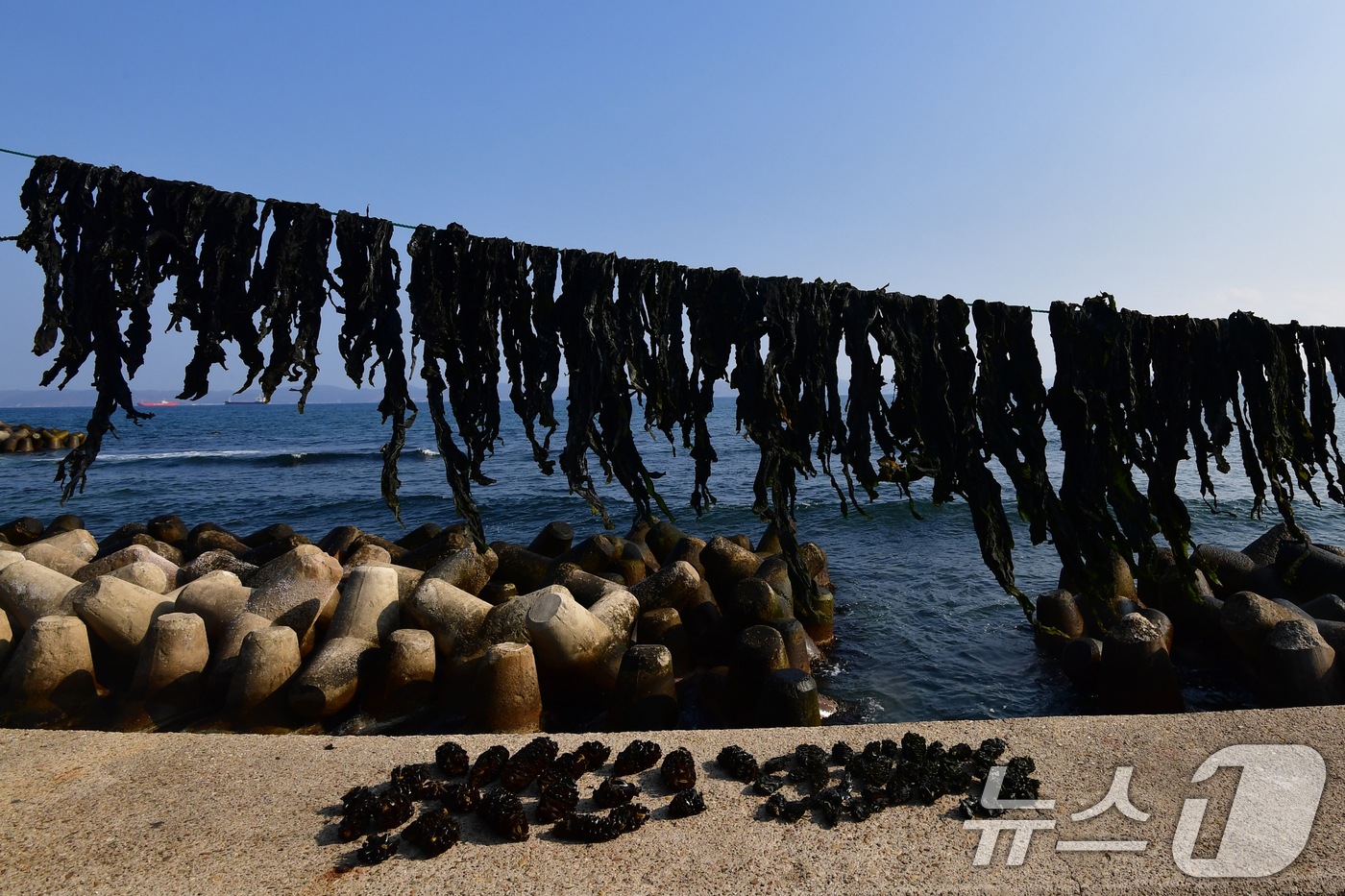 (포항=뉴스1) 최창호 기자 = 19일 오후 경북 포항시 북구 여남동 해안 스카이워크 주변에서 어민이 널어놓은 미역이 해풍에 말라가고 있다. 2026.3.19/뉴스1