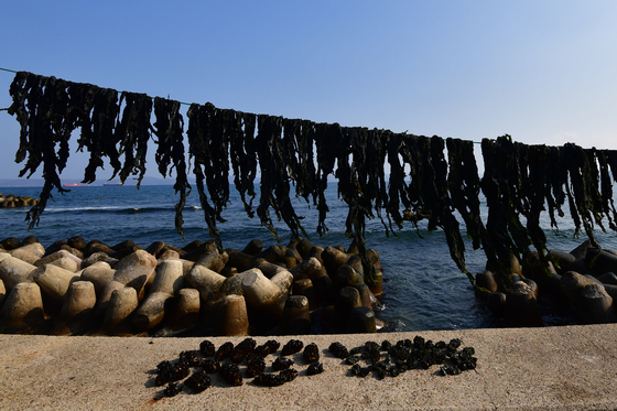 해풍과 만난 미역
