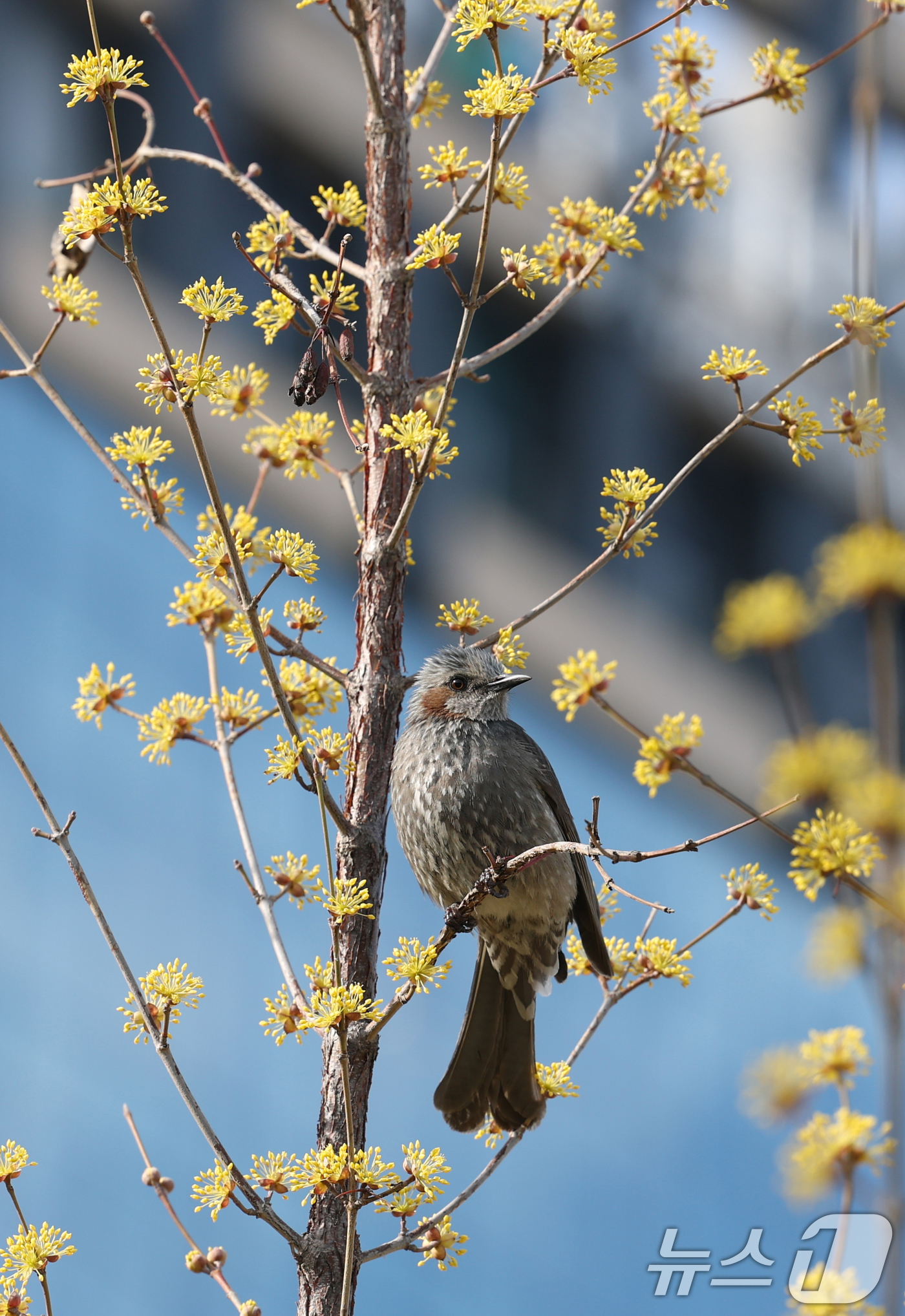 (수원=뉴스1) 김영운 기자 = 절기상 춘분을 하루 앞둔 19일 경기 수원시 팔달구 경기아트센터 앞 산수유 나무에 직박구리가 앉아있다. 2026.3.19/뉴스1