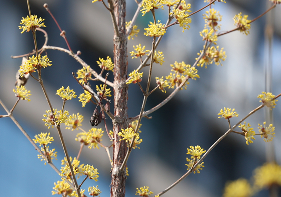 봄기운 느끼는 직박구리