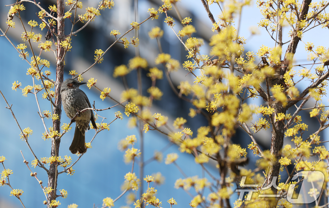 (수원=뉴스1) 김영운 기자 = 절기상 춘분을 하루 앞둔 19일 경기 수원시 팔달구 경기아트센터 앞 산수유 나무에 직박구리가 앉아있다. 2026.3.19/뉴스1