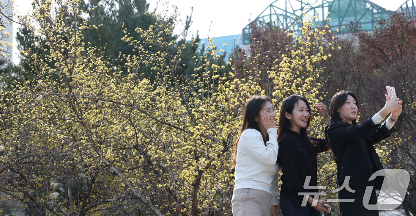 (수원=뉴스1) 김영운 기자 = 절기상 춘분을 하루 앞둔 19일 경기 수원시 팔달구 경기아트센터 앞 광장에 활짝 핀 산수유꽃 아래서 시민들이 봄기운을 만끽하며 추억을 남기고 있다. …