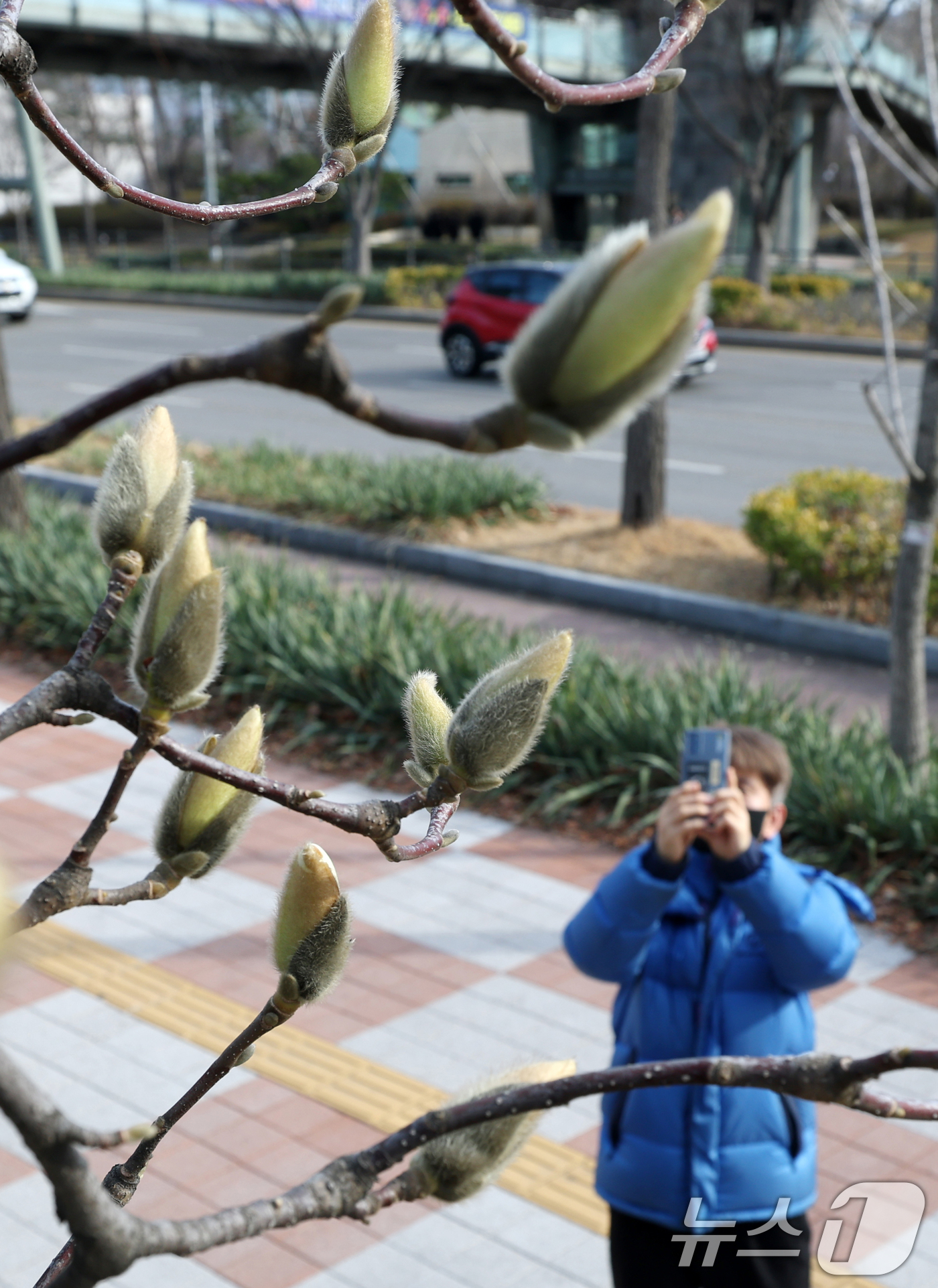 (수원=뉴스1) 김영운 기자 = 절기상 춘분을 하루 앞둔 19일 경기 수원시 팔달구 경기아트센터 앞 광장 목년나무에 몽우리가 맺혀있다. 2026.3.19/뉴스1