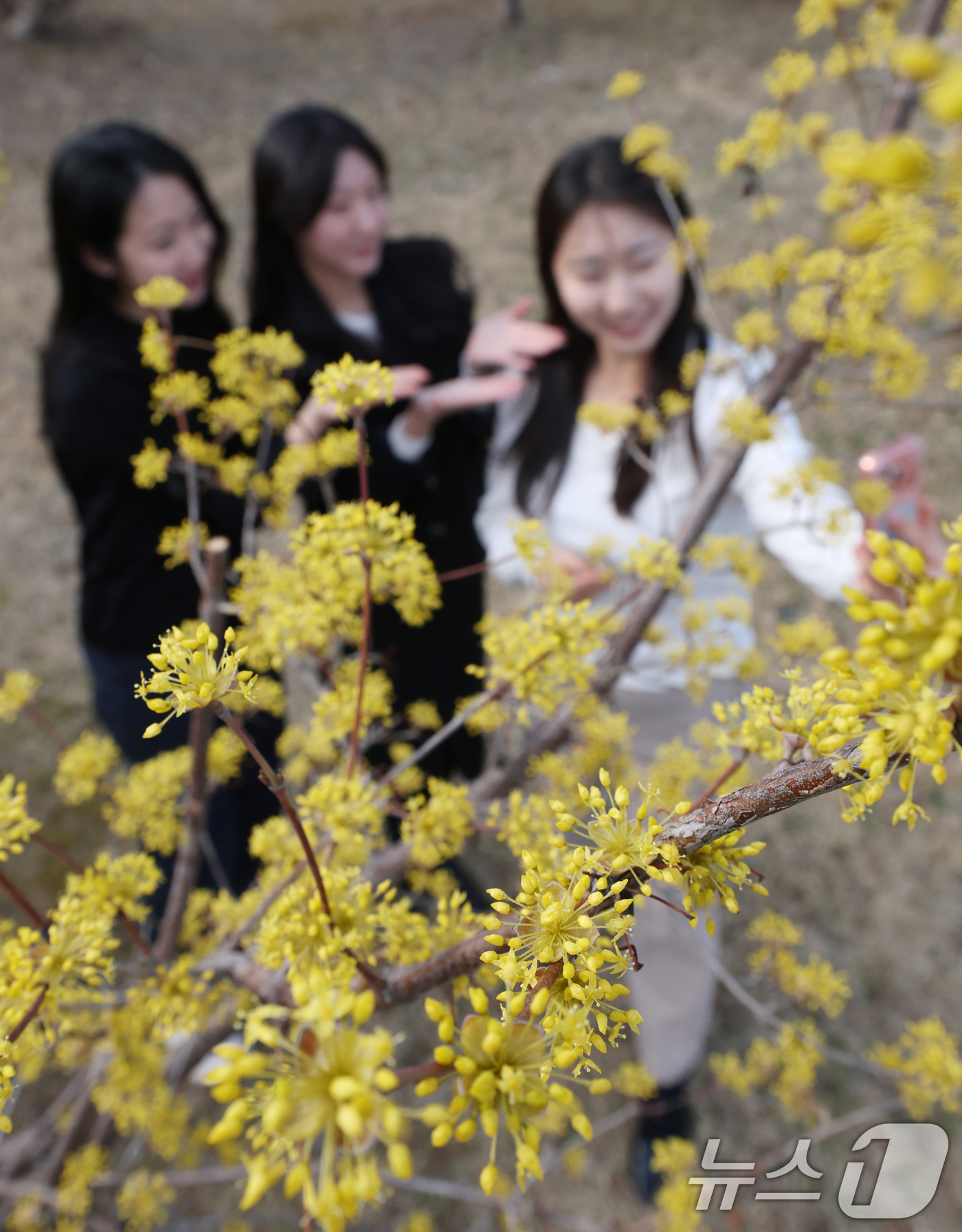 (수원=뉴스1) 김영운 기자 = 절기상 춘분을 하루 앞둔 19일 경기 수원시 팔달구 경기아트센터 앞 광장에 활짝 핀 산수유꽃 아래서 시민들이 봄기운을 만끽하며 추억을 남기고 있다. …