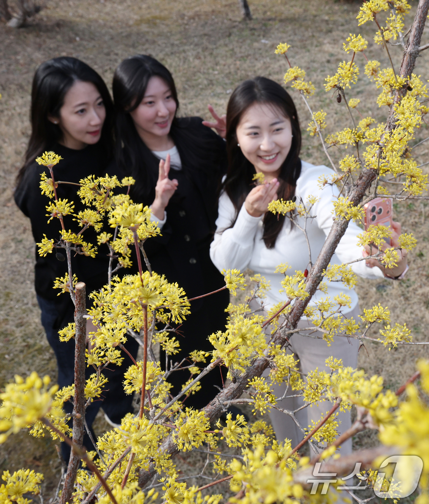 (수원=뉴스1) 김영운 기자 = 절기상 춘분을 하루 앞둔 19일 경기 수원시 팔달구 경기아트센터 앞 광장에 활짝 핀 산수유꽃 아래서 시민들이 봄기운을 만끽하며 추억을 남기고 있다. …