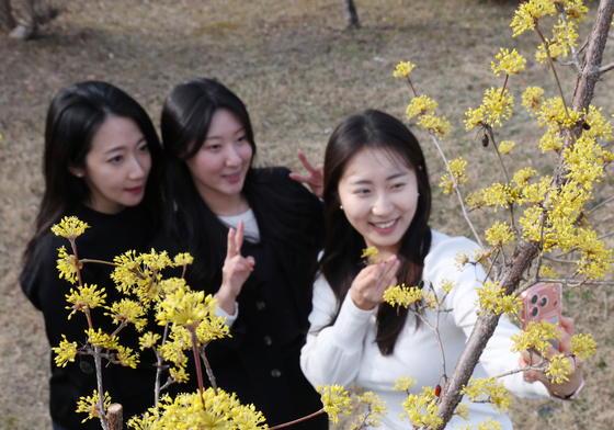 산수유꽃 아래서