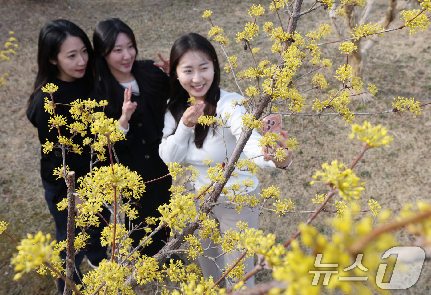 (수원=뉴스1) 김영운 기자 = 절기상 춘분을 하루 앞둔 19일 경기 수원시 팔달구 경기아트센터 앞 광장에 활짝 핀 산수유꽃 아래서 시민들이 봄기운을 만끽하며 추억을 남기고 있다. …