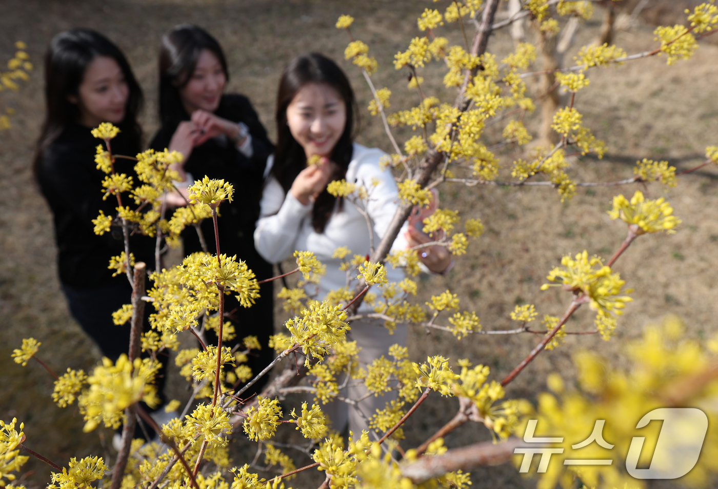 (수원=뉴스1) 김영운 기자 = 절기상 춘분을 하루 앞둔 19일 경기 수원시 팔달구 경기아트센터 앞 광장에 활짝 핀 산수유꽃 아래서 시민들이 봄기운을 만끽하며 추억을 남기고 있다. …