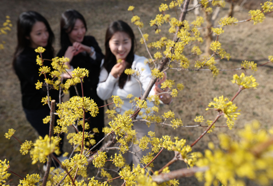 산수유꽃 아래서