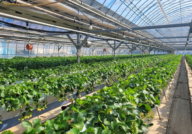 임실군, 시설원예 지원사업 착수…7개 사업 18억원 지원