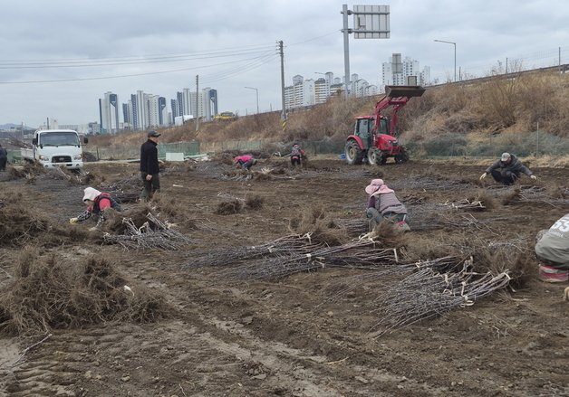 경산 묘목단지 출하 시작…배·호두·밤 묘목 전년 대비 40% ↑