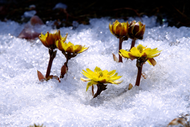 강원 남부산지에 대설주의보 발효…최대 5㎝ 더