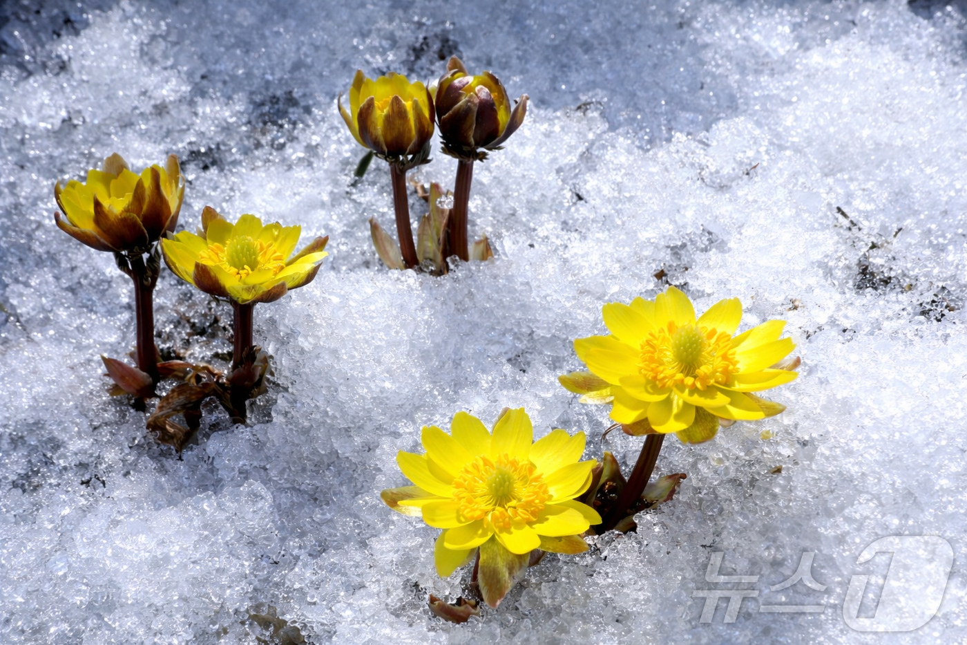 (인제=뉴스1) 이종재 기자 = 2일 강원 인제 북면 용대리 산자락에 쌓인 눈 사이로 노란 복수초가 만개해 봄소식을 전하고 있다. (인제군 제공, 재판매 및 DB금지)2026.3. …