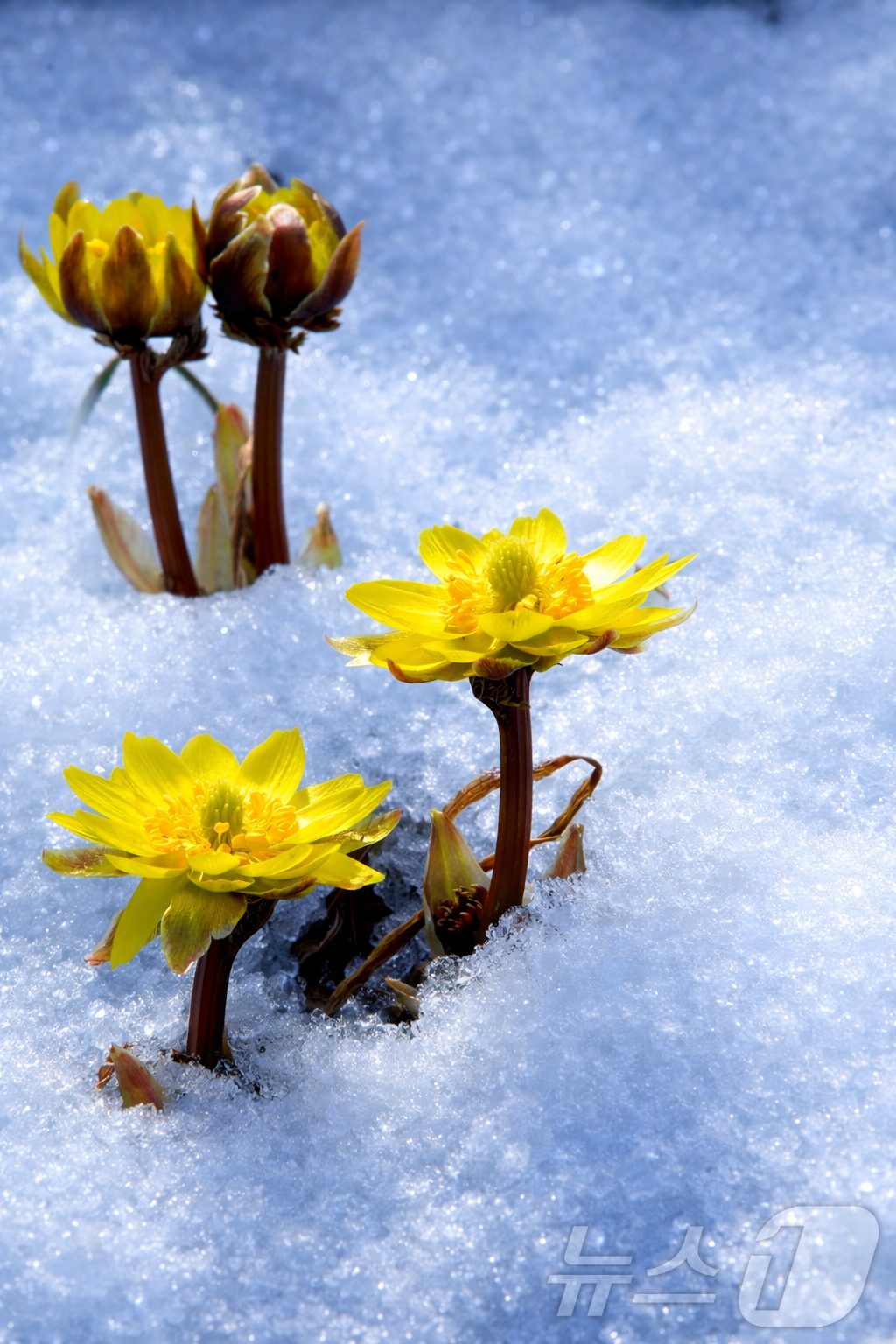 (인제=뉴스1) 이종재 기자 = 2일 강원 인제 북면 용대리 산자락에 쌓인 눈 사이로 노란 복수초가 만개해 봄소식을 전하고 있다. (인제군 제공, 재판매 및 DB금지)2026.3. …