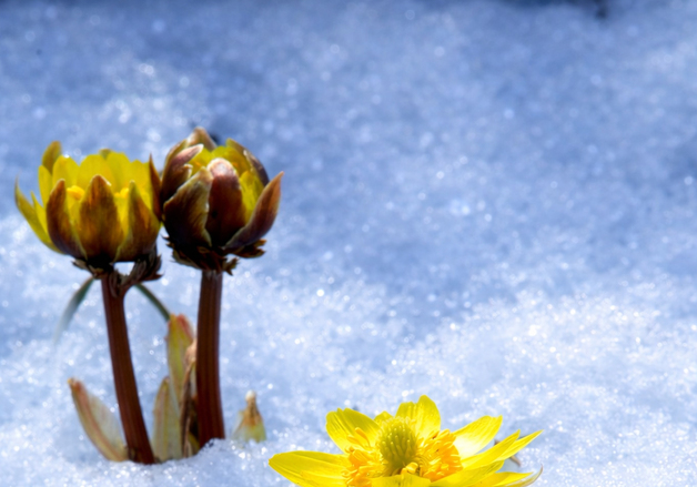 봄소식 알리는 인제 '복수초'
