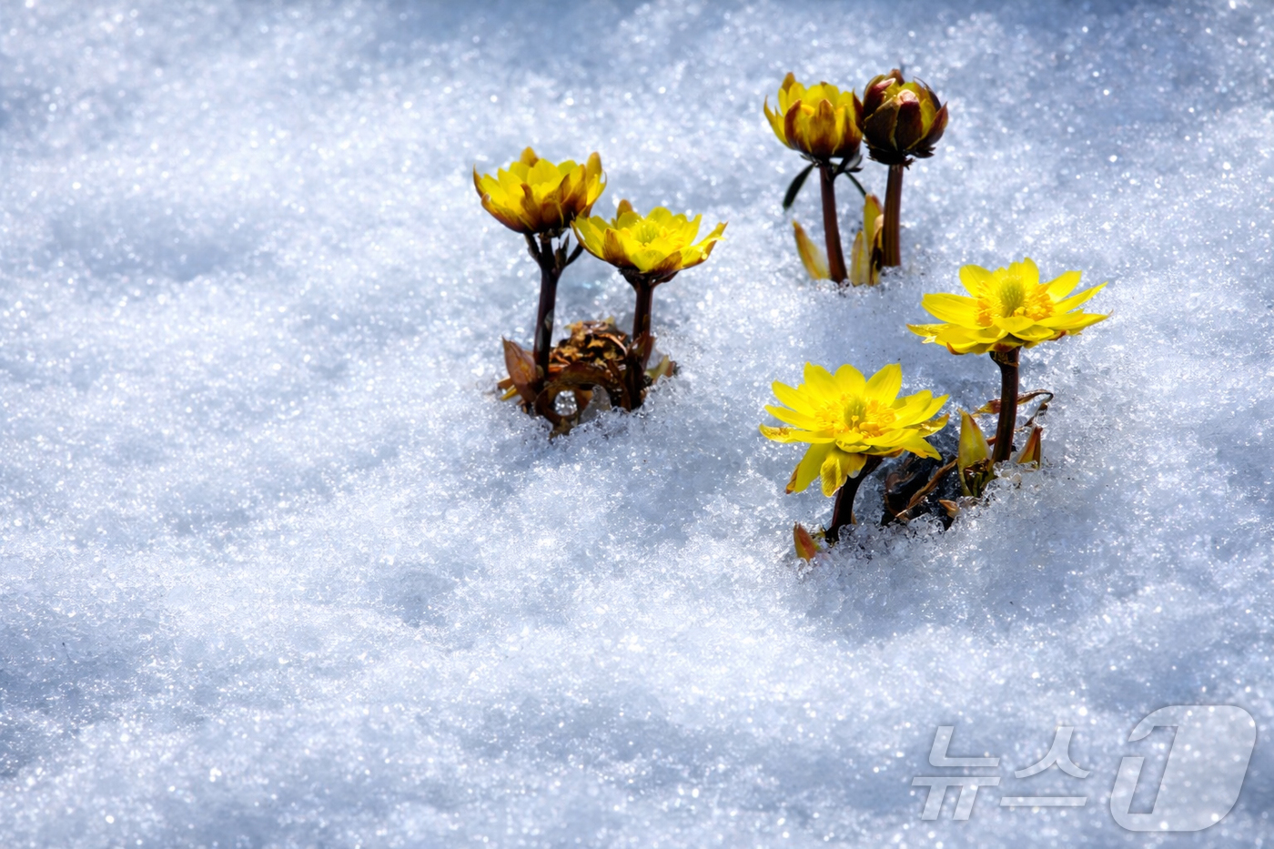 (인제=뉴스1) 이종재 기자 = 2일 강원 인제 북면 용대리 산자락에 쌓인 눈 사이로 노란 복수초가 만개해 봄소식을 전하고 있다. (인제군 제공, 재판매 및 DB금지)2026.3. …