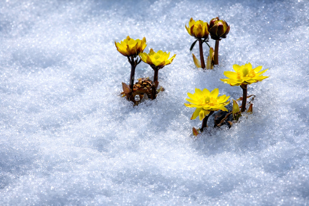 강원 태백에도 대설경보…평창평지·홍천평지는 대설주의보