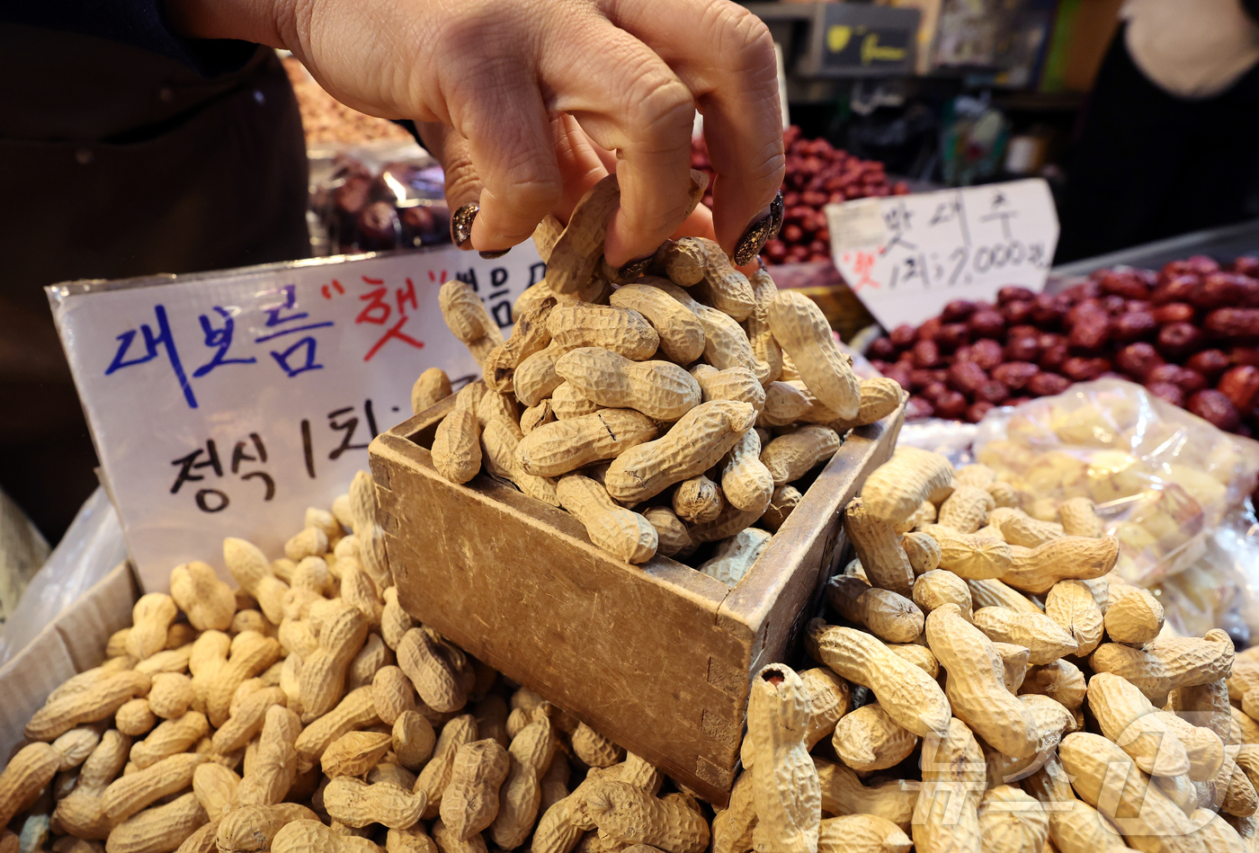 (서울=뉴스1) 김진환 기자 = 정월 대보름(음력 1월 15일)을 하루 앞둔 2일 오전 서울 동대문구 경동시장에서 한 상인이 땅콩 등 부럼을 준비하고 있다. 2025.3.2/뉴스1 …