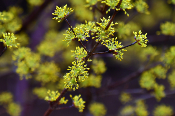 [오늘의 날씨] 대구·경북(3일, 화)…비 또는 눈, 낮 최고 7~13도