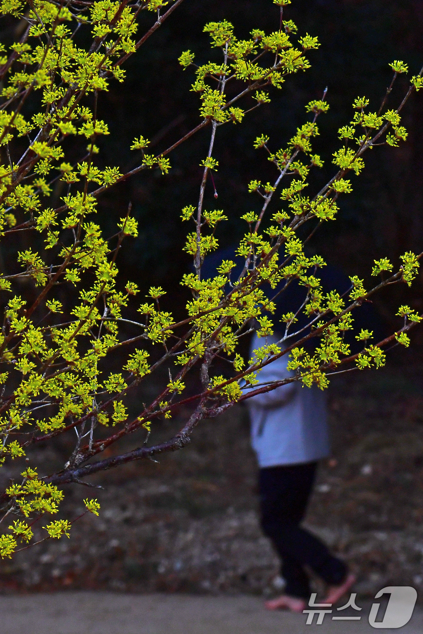 (포항=뉴스1) 최창호 기자 = 2일 오후 경북 포항시 북구 장성동 공원에서 산수유가 꽃망을 활짝 터뜨리고 있다. 2026.3.2/뉴스1
