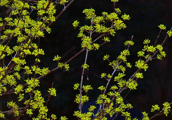 산수유 향기 따라