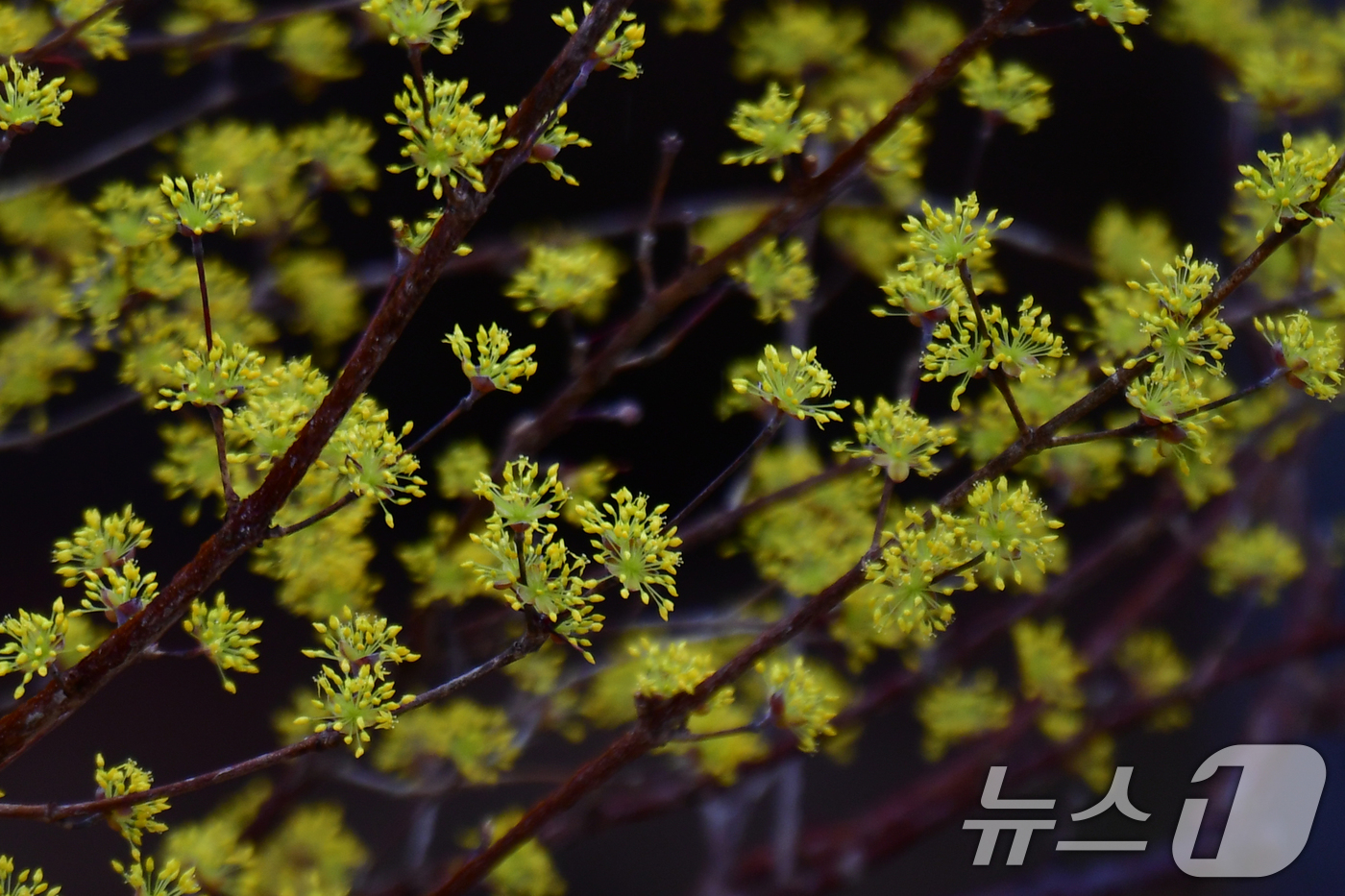 (포항=뉴스1) 최창호 기자 = 2일 오후 경북 포항시 북구 장성동 공원에서 산수유가 꽃망을 활짝 터뜨리고 있다. 2026.3.2/뉴스1