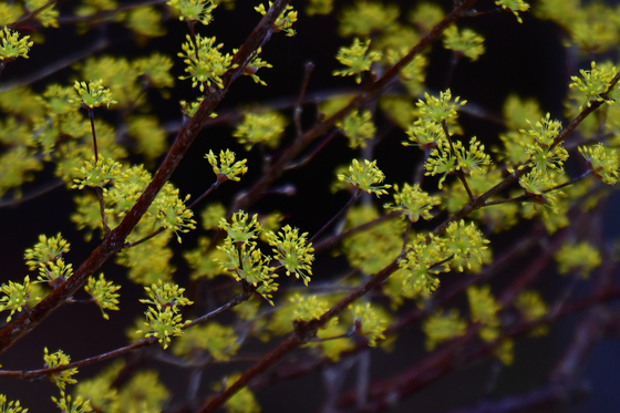 봄 소식 전하는 산수유