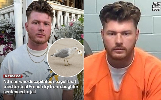 "내 딸 감자튀김을 뺏어 먹어?"…공원서 갈매기 목 꺾어 죽인 아빠 '징역'