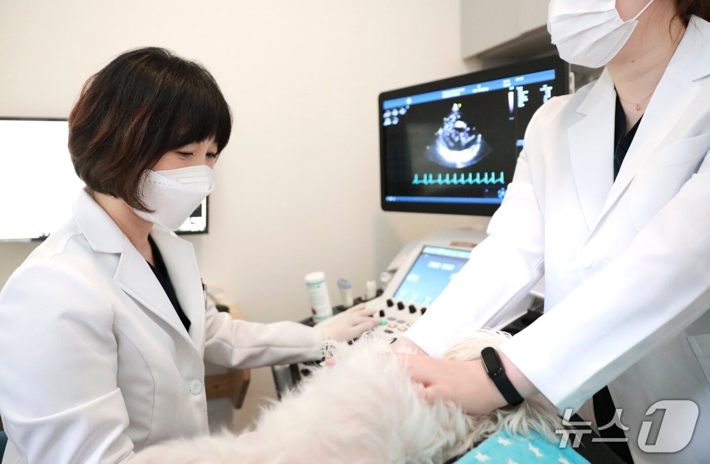 본문 이미지 - 솔동물의료센터가 개원 10주년을 맞아 새단장을 했다(동물병원 제공). ⓒ 뉴스1