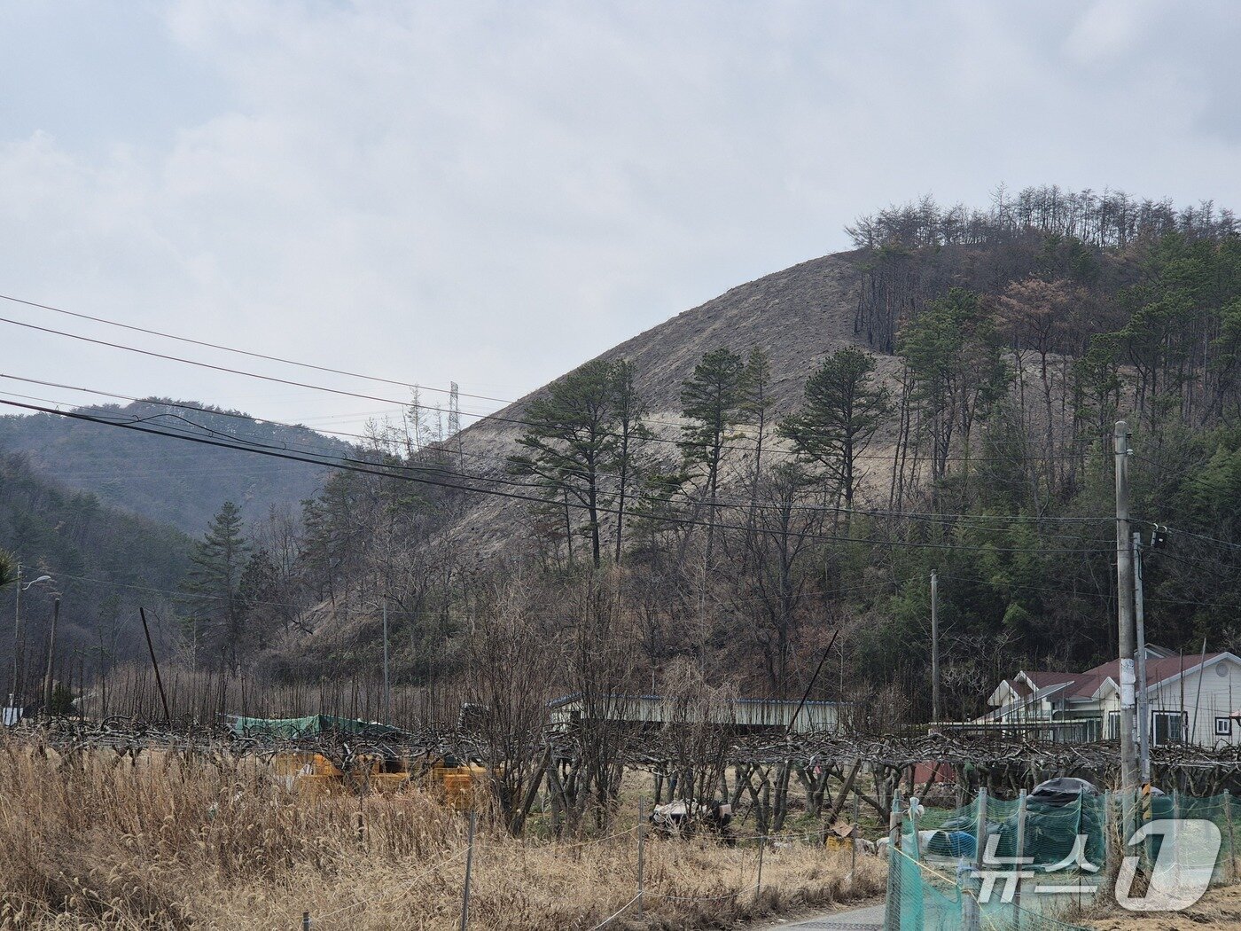 본문 이미지 - 지난 17일 울산 울주군 온양읍 귀지마을 뒷산에 산불의 흔적이 남아있다. 울주군은 불에 탄 나무 일부를 베어냈다.2026.3.20ⓒ 뉴스1 박정현 기자