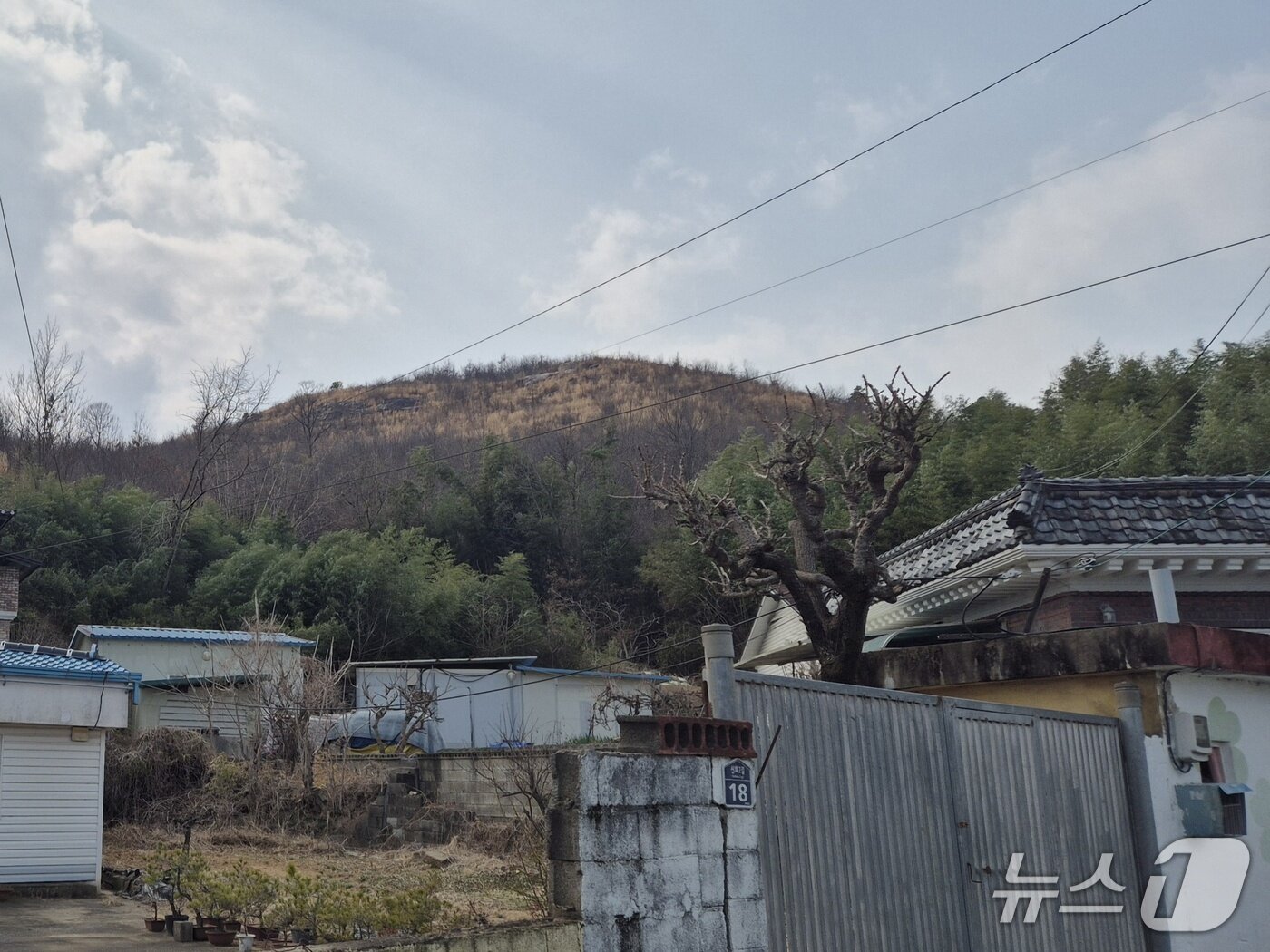 본문 이미지 - 지난 17일 울산 울주군 언양읍 신화마을 뒷산에 산불의 흔적이 남아있다. 울주군은 불에 탄 나무 일부를 베어냈다.2026.3.20ⓒ 뉴스1 박정현 기자