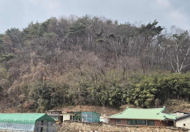[영남산불 1년]기후 위기가 키운 '화약고'…진화숲길 '임도'의 딜레마 해법은