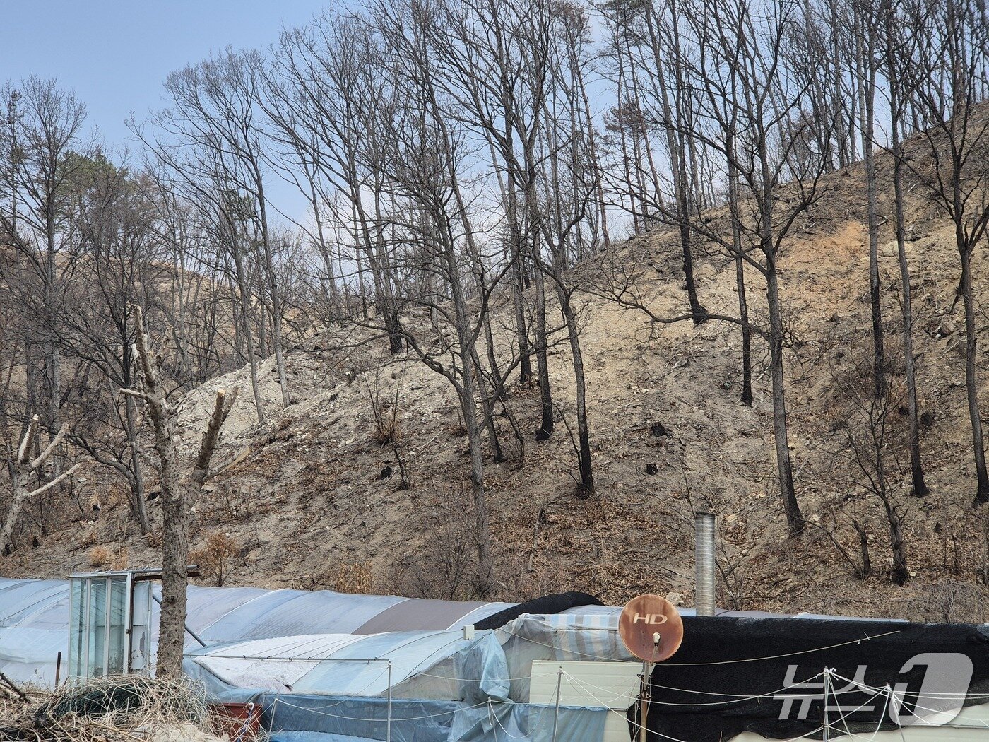 본문 이미지 - 지난 17일 울산 울주군 언양읍 양달마을의 뒷산에 산불의 흔적이 남아있다.2026.3.20ⓒ 뉴스1 박정현 기자