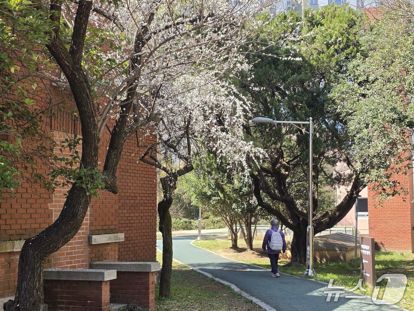 본문 이미지 - 광주상록회관에 벚꽃이 핀 가운데 시민이 산책을 즐기고 있다. 2026.3.20/뉴스1 조수민 수습 기자