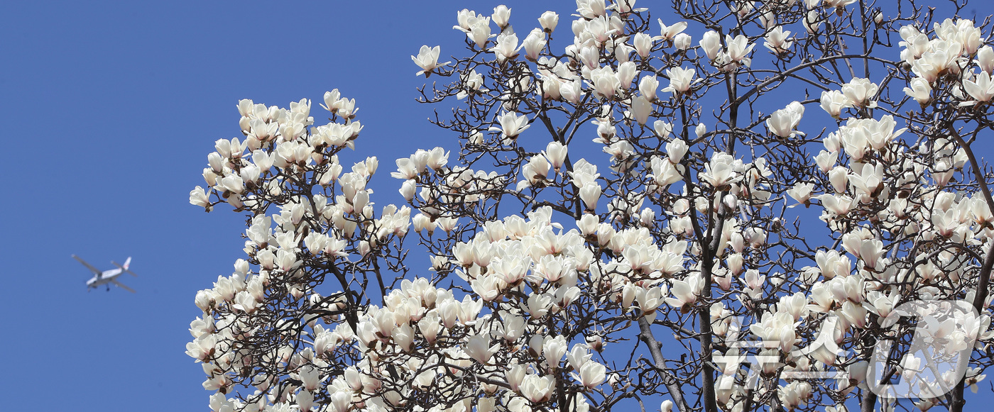 (대구=뉴스1) 공정식 기자 = 절기 춘분(春分)인 20일 대구 북구 영진전문대 복현캠퍼스에 만개한 목련이 자태를 뽐내고 있다. 2026.3.20/뉴스1