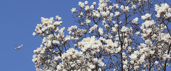 비행기 타고 봄이 오나