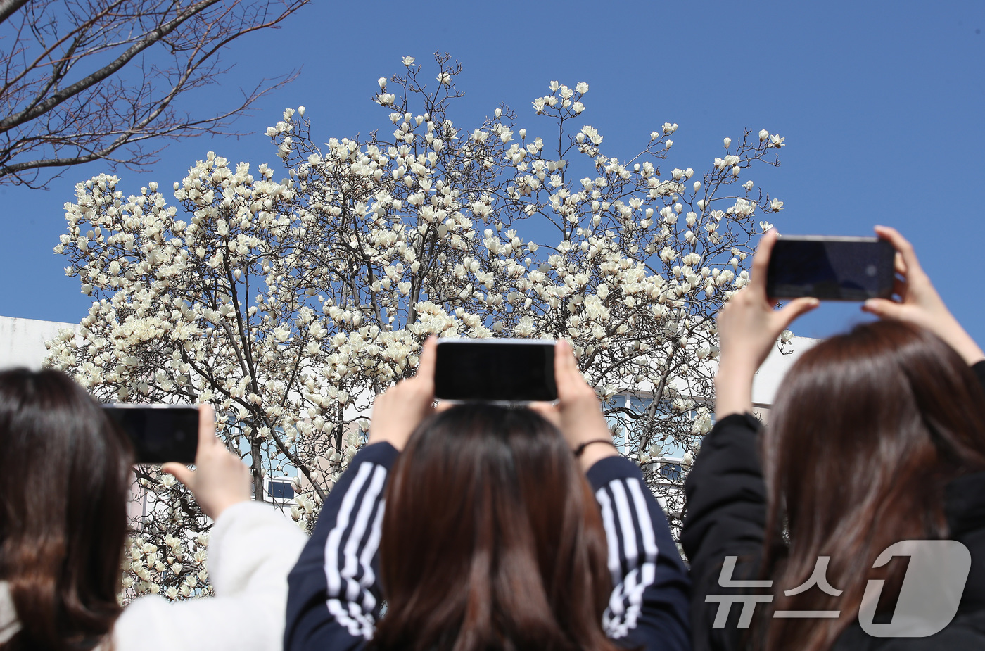 (대구=뉴스1) 공정식 기자 = 절기 춘분(春分)인 20일 대구 북구 영진전문대 복현캠퍼스에서 학생들이 활짝 핀 목련을 휴대전화 카메라로 촬영하고 있다. 2026.3.20/뉴스1