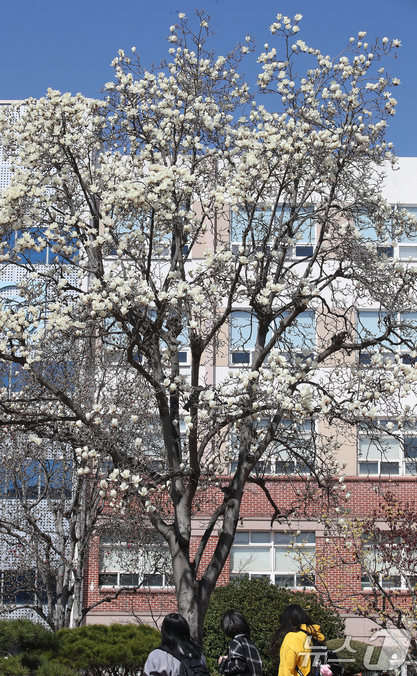 (대구=뉴스1) 공정식 기자 = 절기 춘분(春分)인 20일 대구 북구 영진전문대 복현캠퍼스에서 학생들이 활짝 핀 목련을 휴대전화 카메라로 촬영하고 있다. 2026.3.20/뉴스1