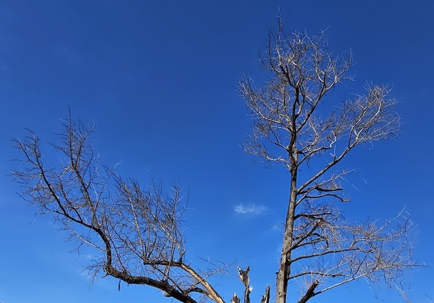 [영남산불 1년]"송이는 포기…아카시아·감 농사 다시 시작했죠"