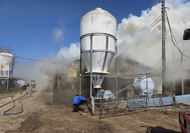 고창 돈사 화재로 돼지 300마리 폐사…50분 만에 진화