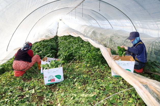 태안 참취나물 본격 출하…하루 1톤 '봄 입맛 공략'