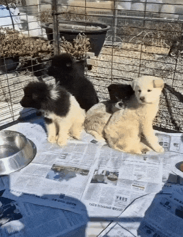 본문 이미지 - 어린 시절 보호소에 입소한 솔유의 모습(맨 오른쪽,  인스타그램 daybreak1997 제공) ⓒ 뉴스1