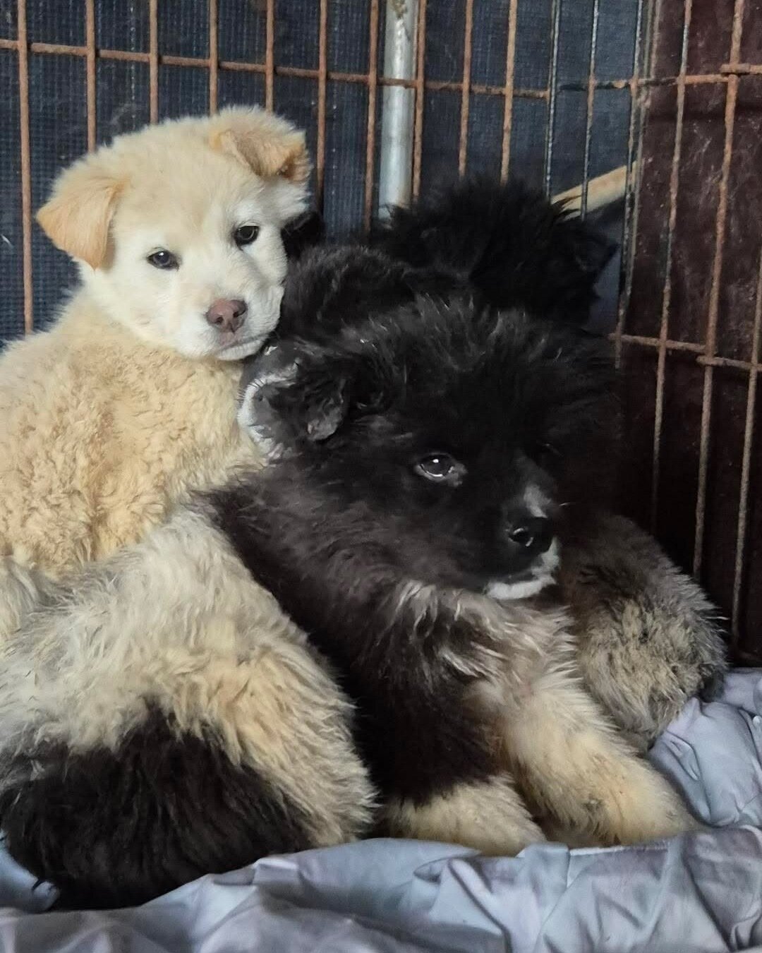 본문 이미지 - 어린 시절 보호소에 들어와 약 1년간 다른 중대형견들과 함께 지낸 솔유(인스타그램 daybreak1997 제공)ⓒ 뉴스1