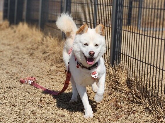 본문 이미지 - '쁘띠 진도' 체형의 솔유(인스타그램 daybreak1997 제공) ⓒ 뉴스1