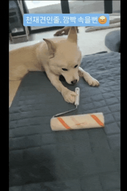 본문 이미지 - 마치 청소하듯이 청소도구를 갖고 노는 솔유(인스타그램 daybreak1997 제공) ⓒ 뉴스1